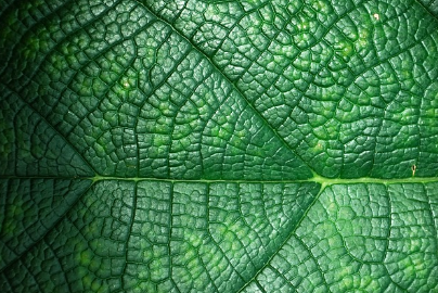 Organic Growing Practices